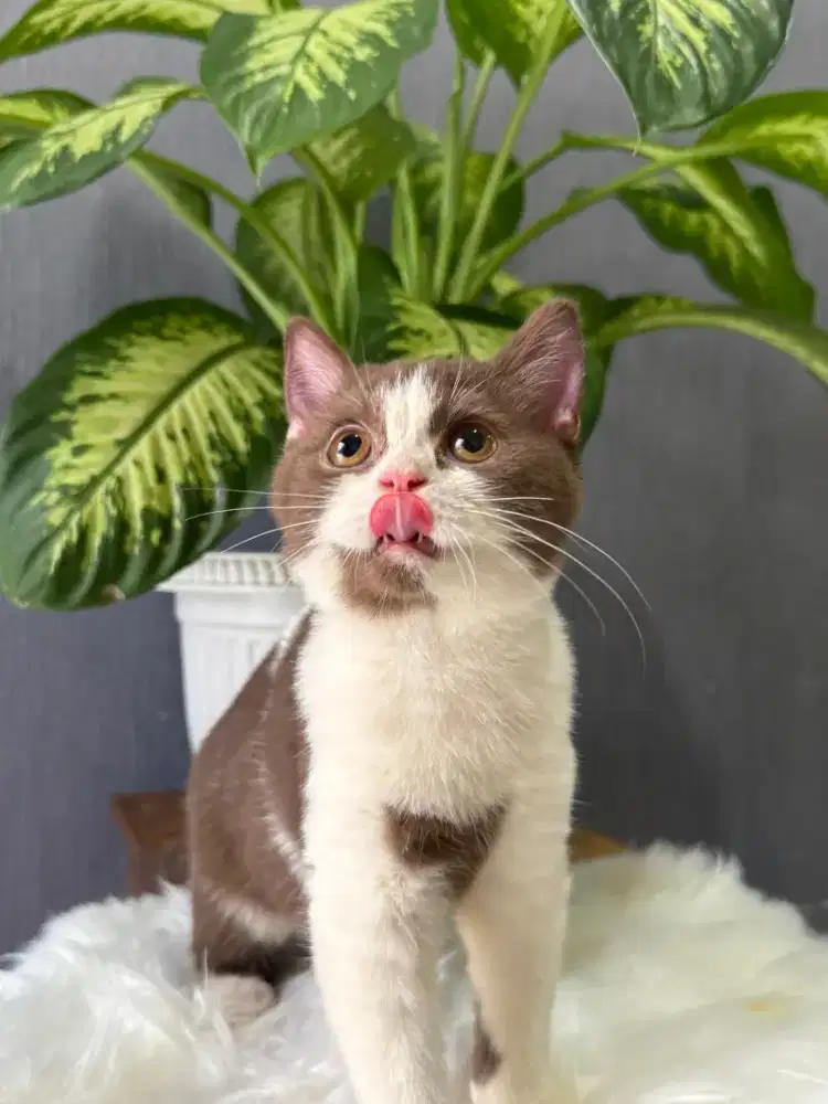 Kucing british shorthair bsh british shorthair