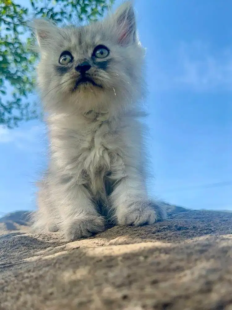 Kitten Himalaya abu