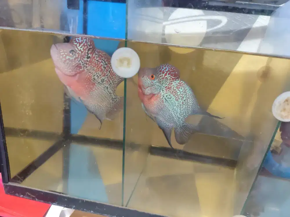 Ikan louhan lohan 3 jarian