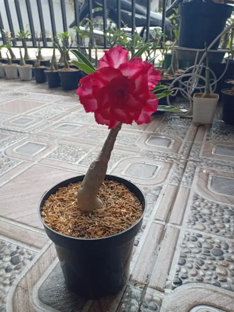 Tanaman Adenium pmk