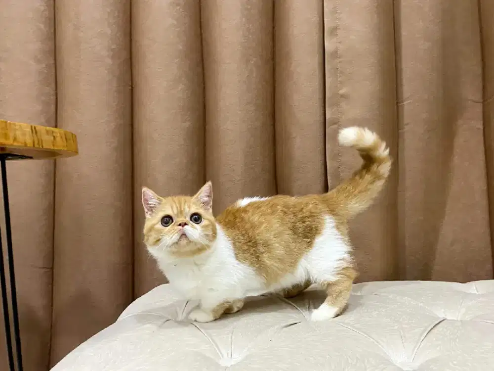 kucing munchkin betina 3 bulan cantik guys