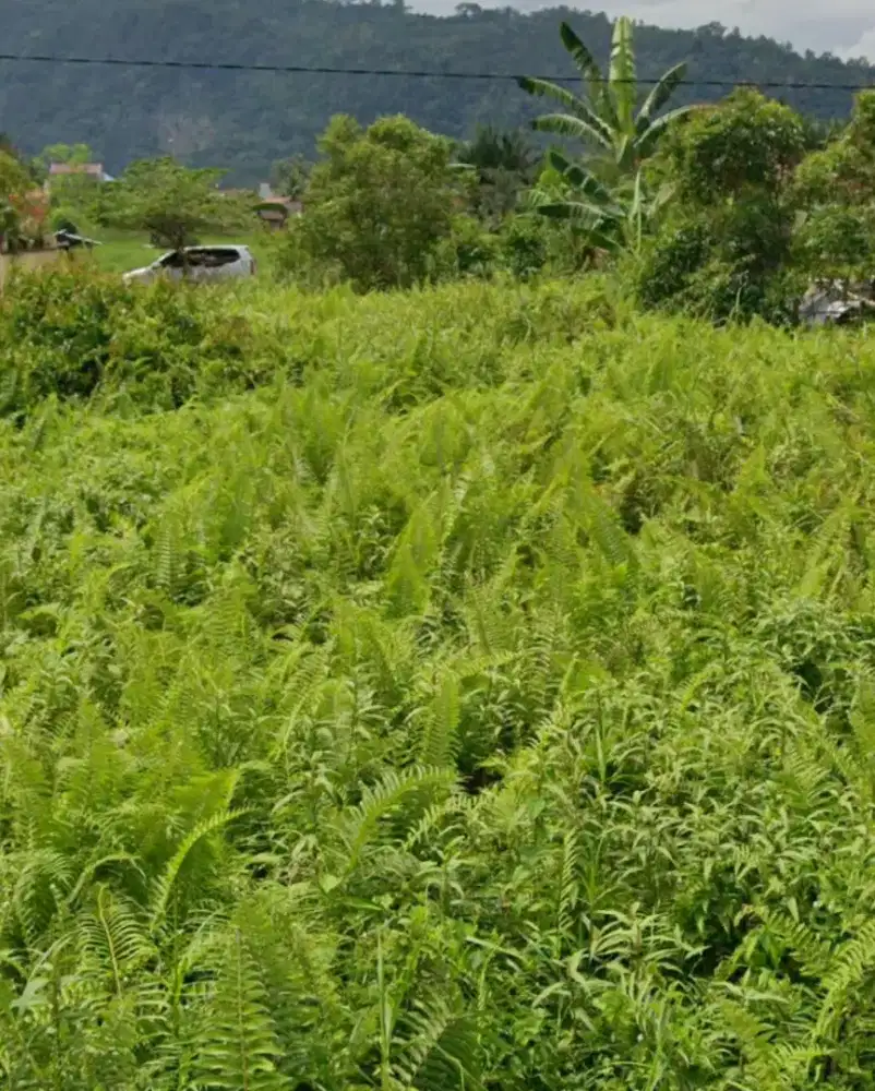 Dijual tanah kosong luas 375m dekat terminal anak Nair lubuk buaya