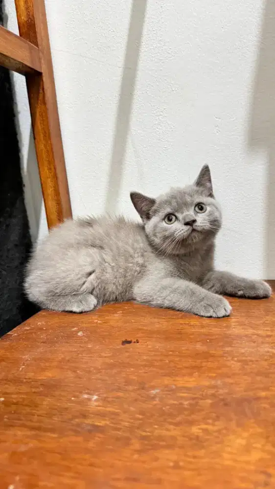 Kucing kitten British shorthair