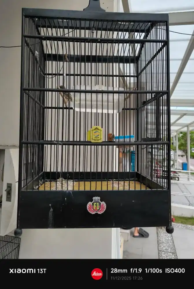 Blackthroat bleksrut gacor