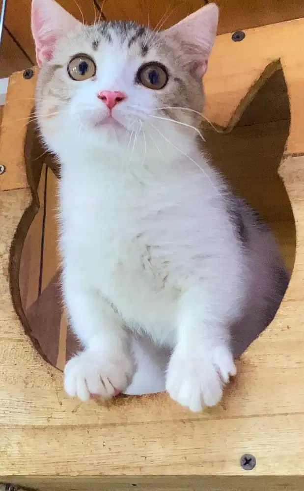 Kucing kitten munchkin bsh jantan