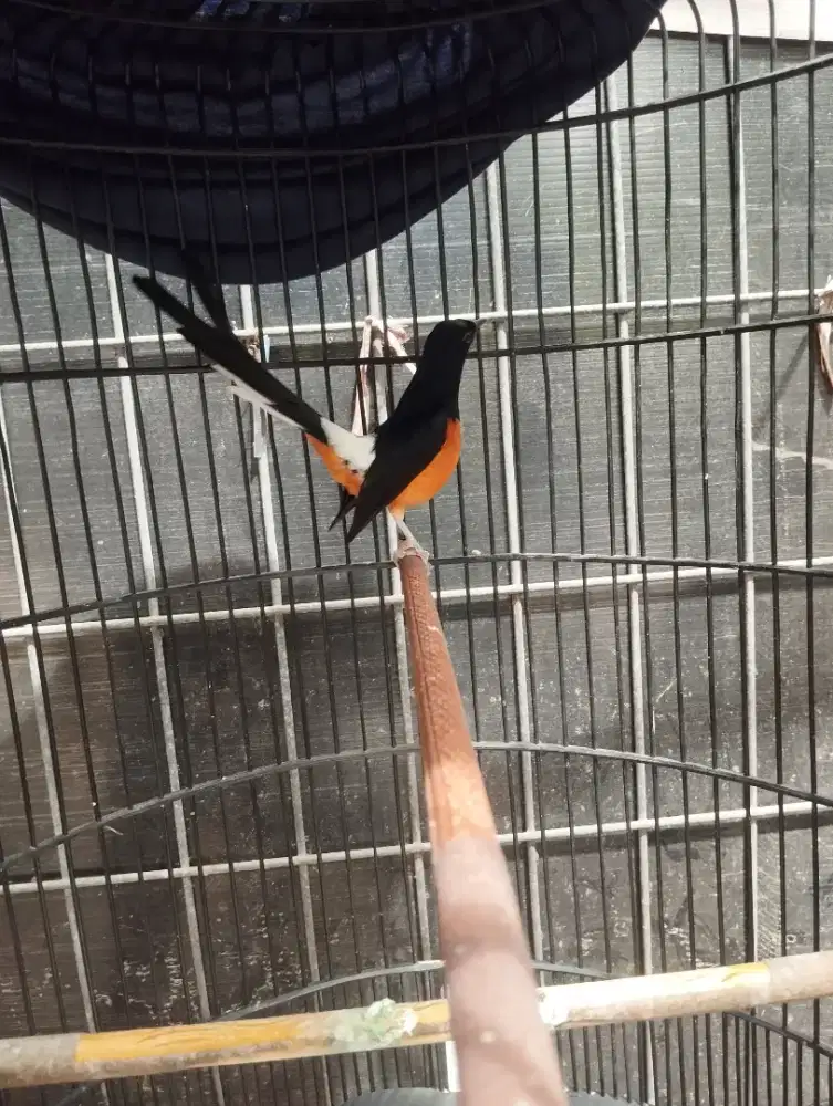 Murai lapangan Seri f