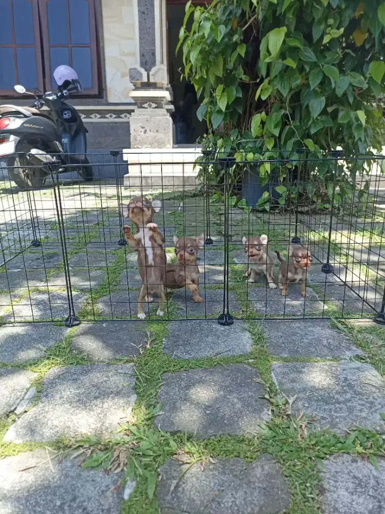 Chihuahua Jantan & Betina Stambun