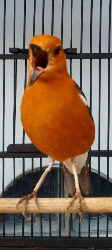 BURUNG ANIS MERAH GACOR TELER MINUS VIDEO BANYAK