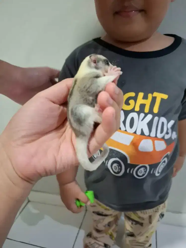 SUGAR GLIDER MOZAIK
