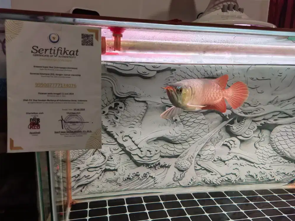 Ikan arwana super red cili. Cip sudah tanam