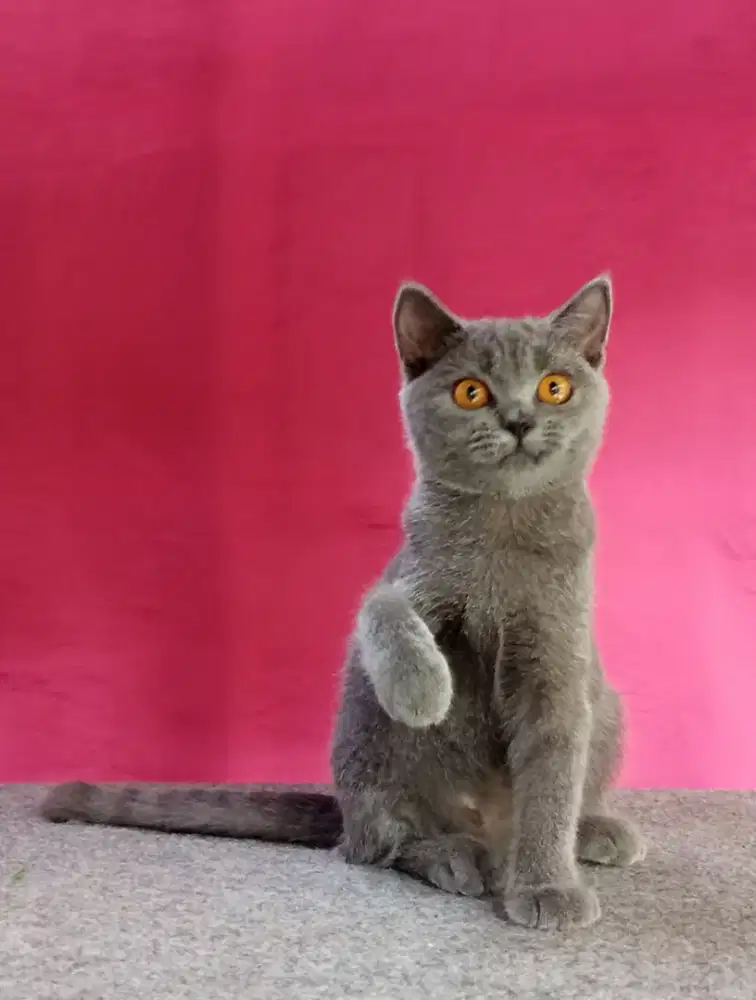British Shorthair NP