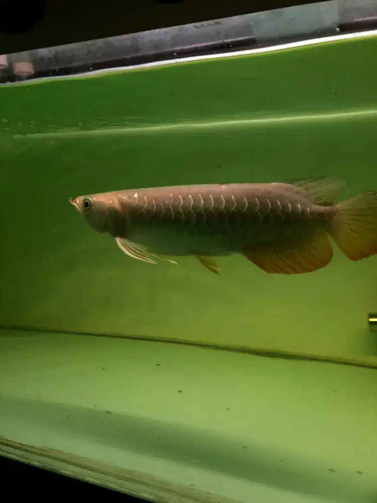 Arowana Golden Red