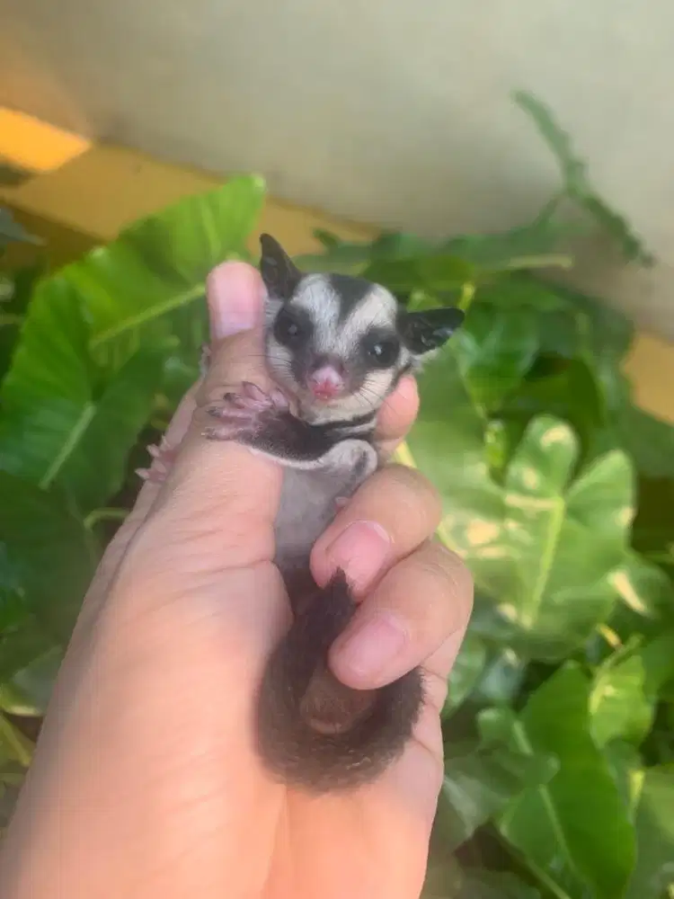 Sugar glider clasic grey betina