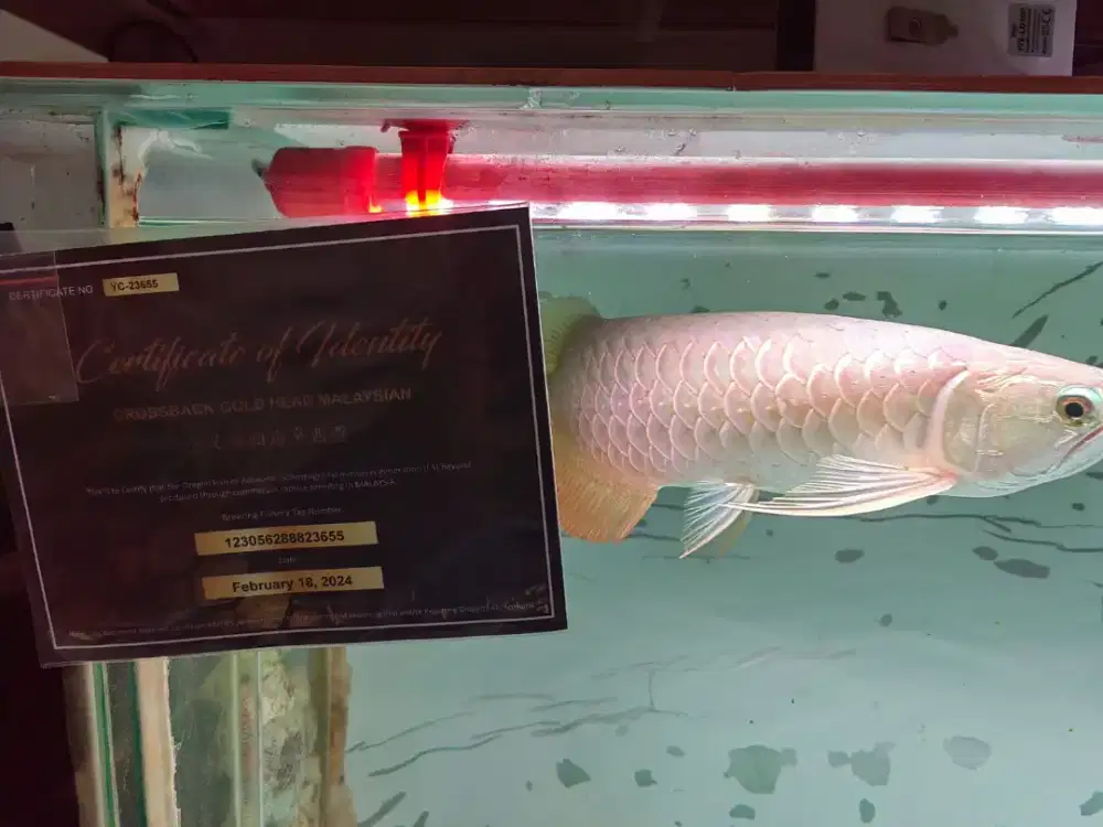 Ikan arwana malaysian golden cros back 24k