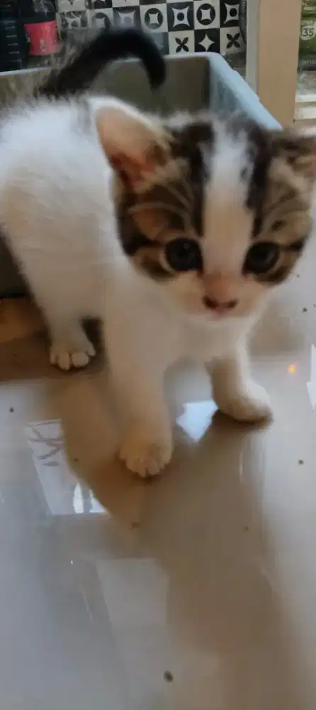 Kitten 2 bln ada 6 ekor