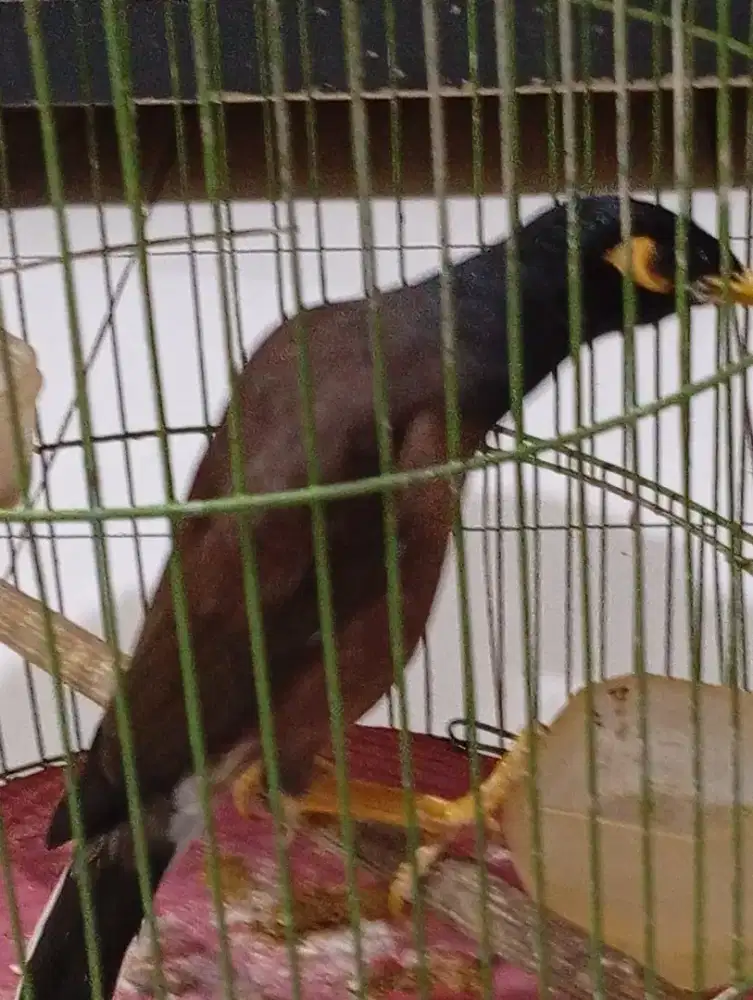 Burung jalak jantan Nias gacor
