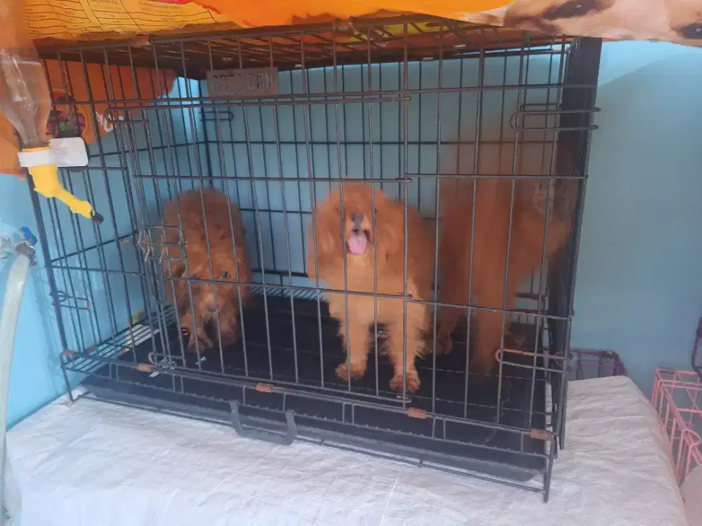 Promo anakan poodle