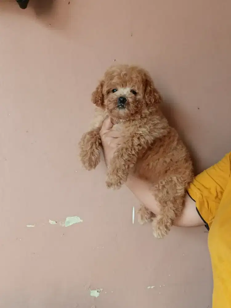 Red Toy Poodle Jantan
