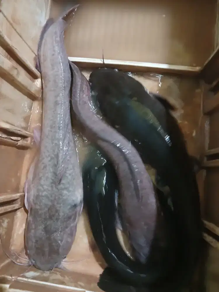 Ikan Lele Babon