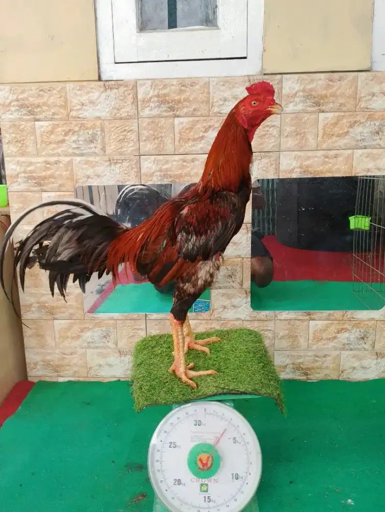 Ayam Bangkok Pama kuda lari