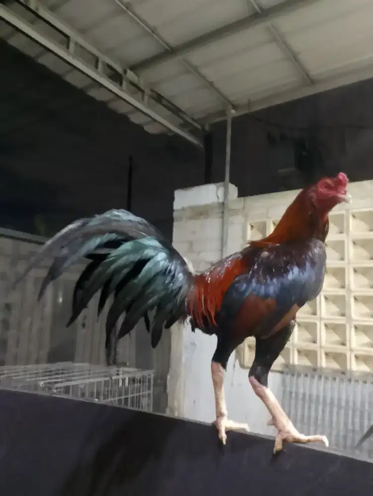 Ayam Bangkok Pama anti log