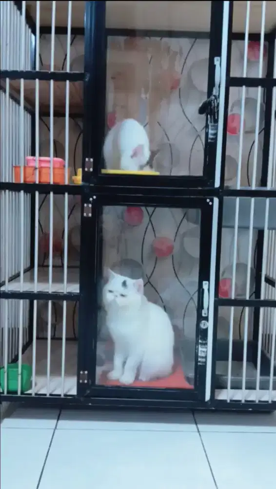 Kandang kucing 2 lantai