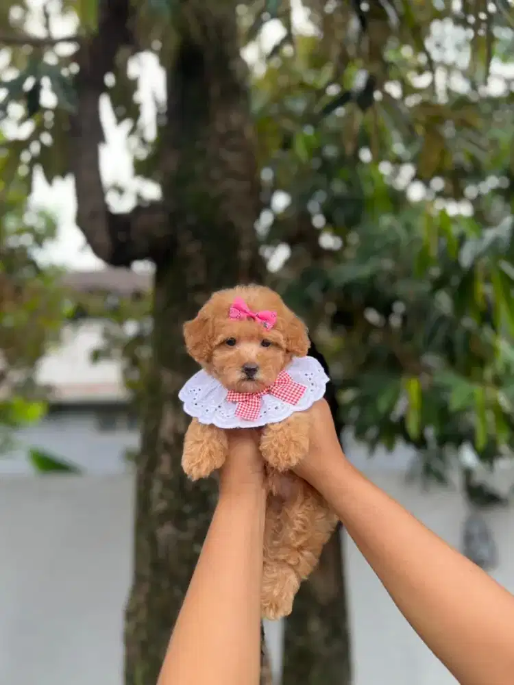 Poodle tiny betina