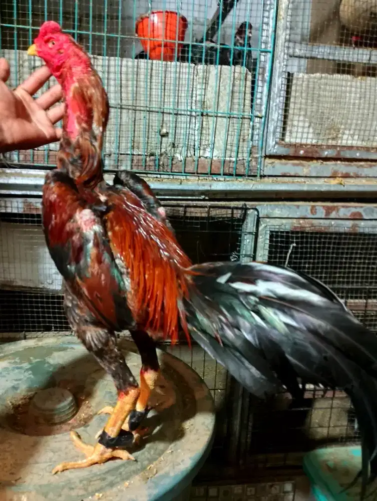 Ayam Bangkok gulung pukul rusak