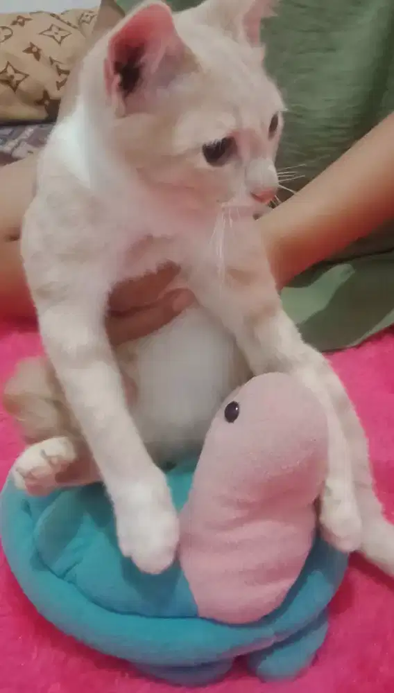 Cari kerjaan PRT yg bisa pulang pergi