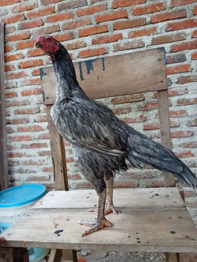 Ayam betina bk x mangon