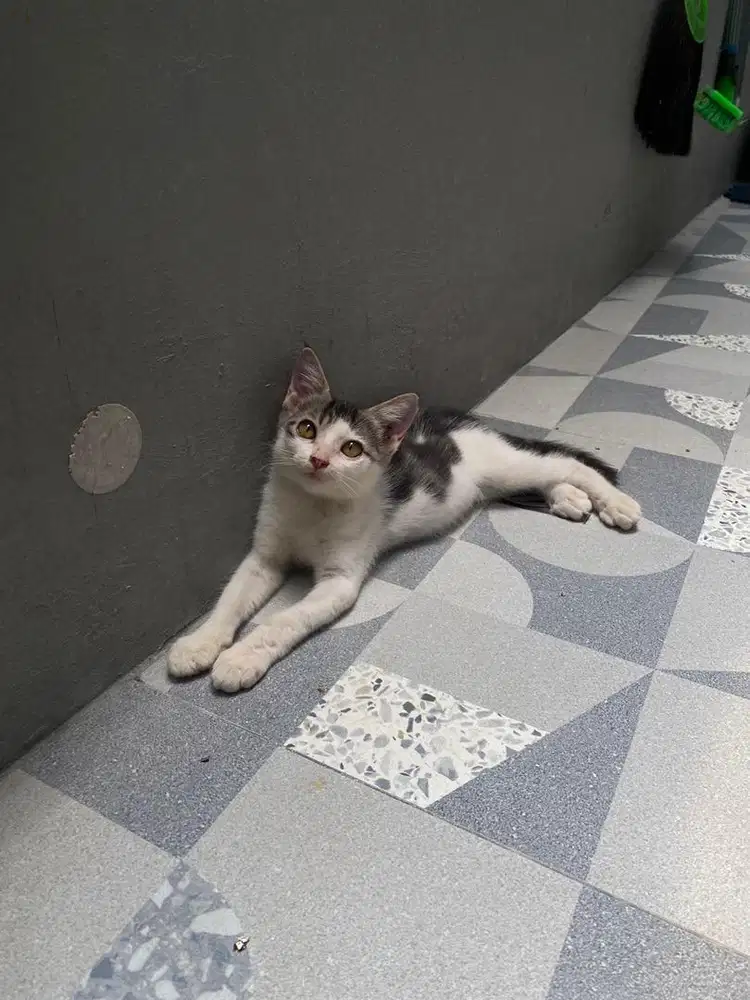 Kucing Mixdom Ragdoll