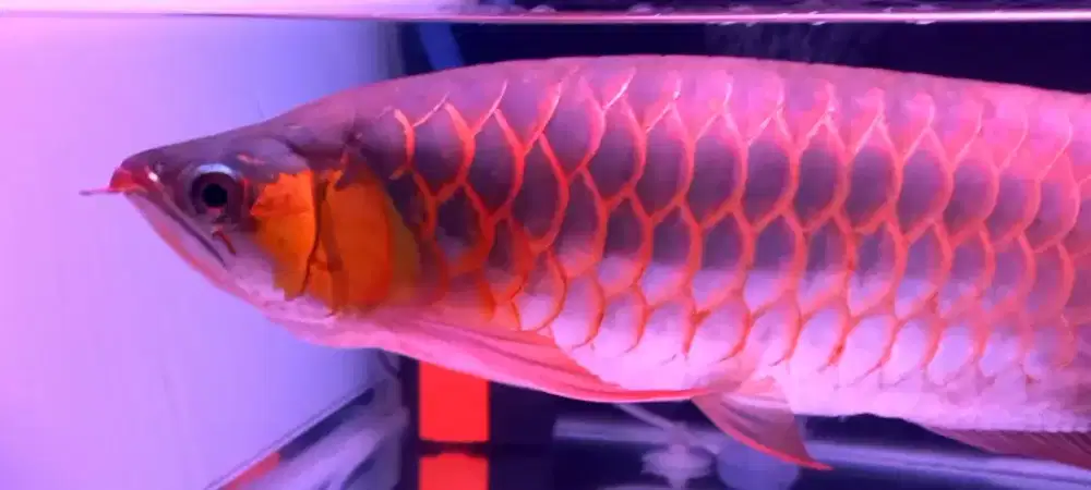 Arwana super red 58-50cm sumo