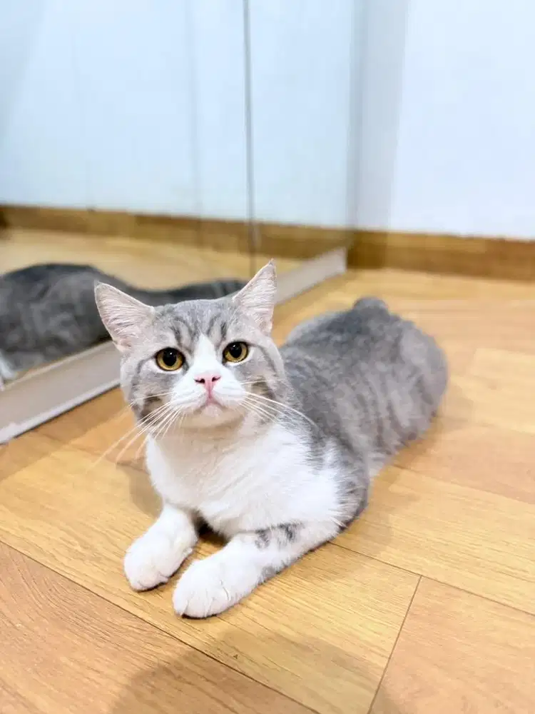 Pacak kucing Mix British Short Hair