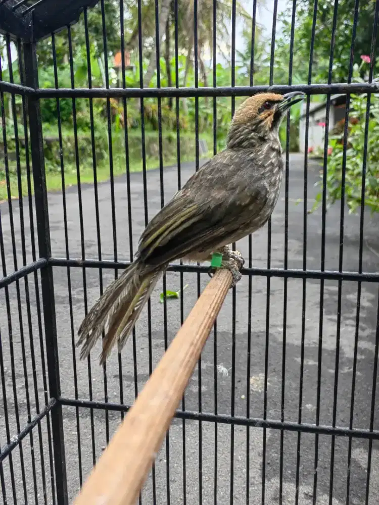 Cucak Rowo dewasa betina siapan bisa tt