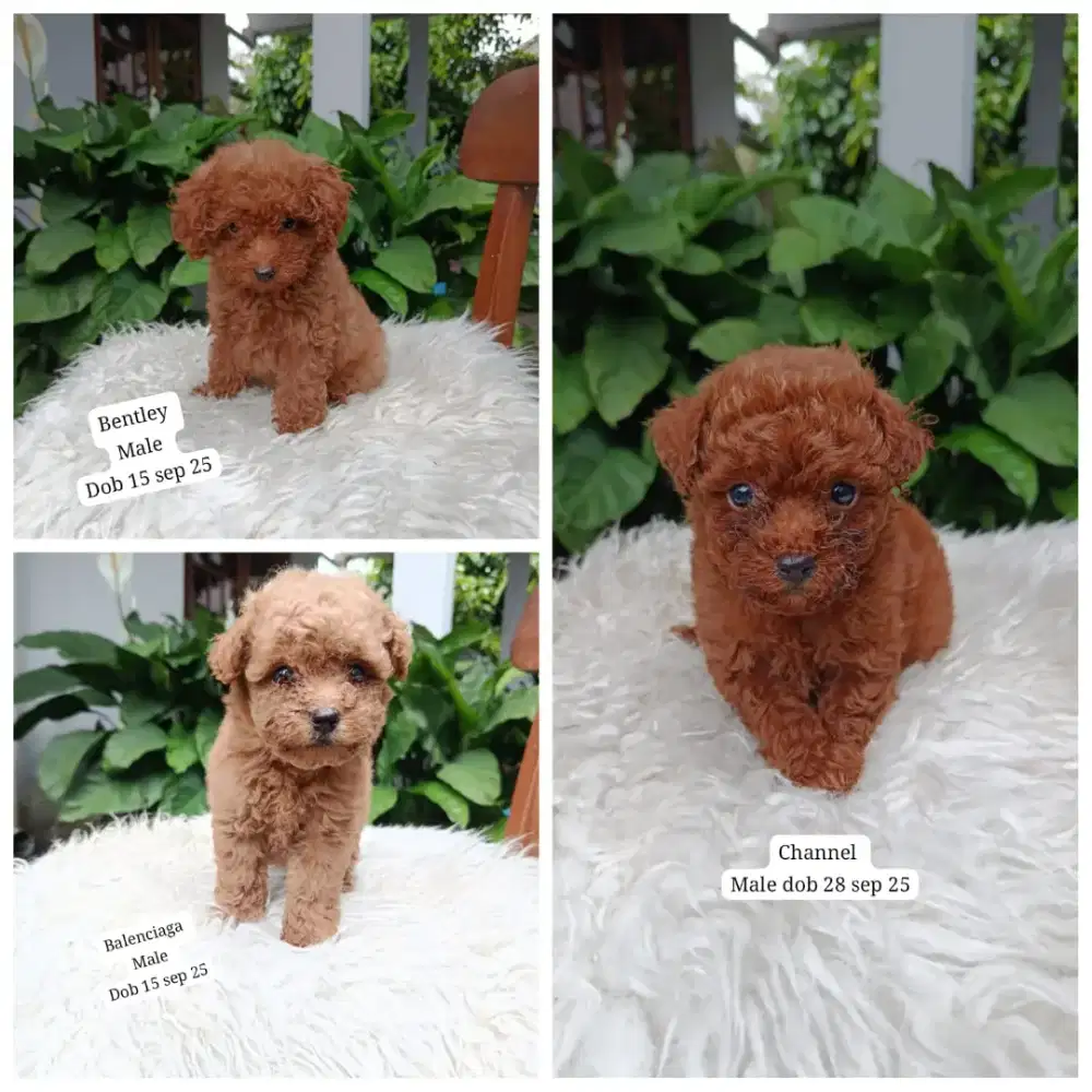 Poodle stambum vaksin cakep polll