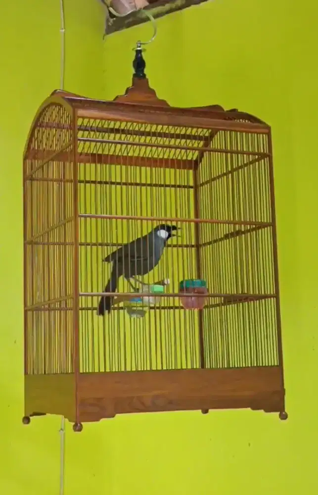 Poksai hongkong jantan pipi putih gacor buka sayap ekor bisa tt