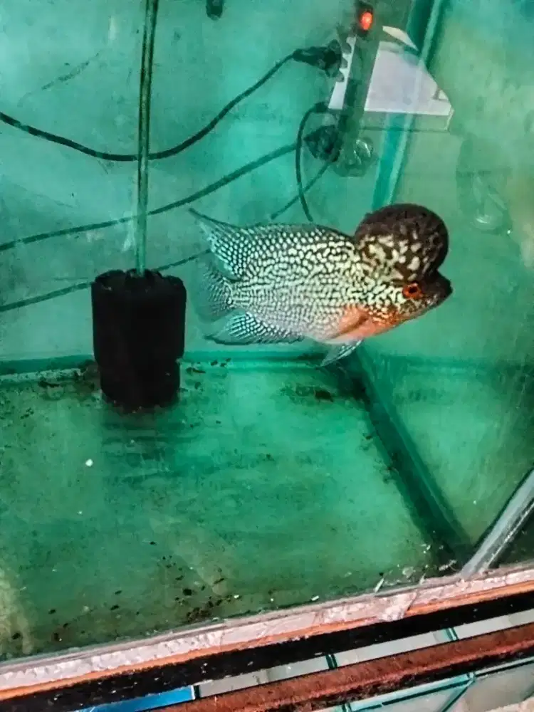 Louhan cencu SRM big head