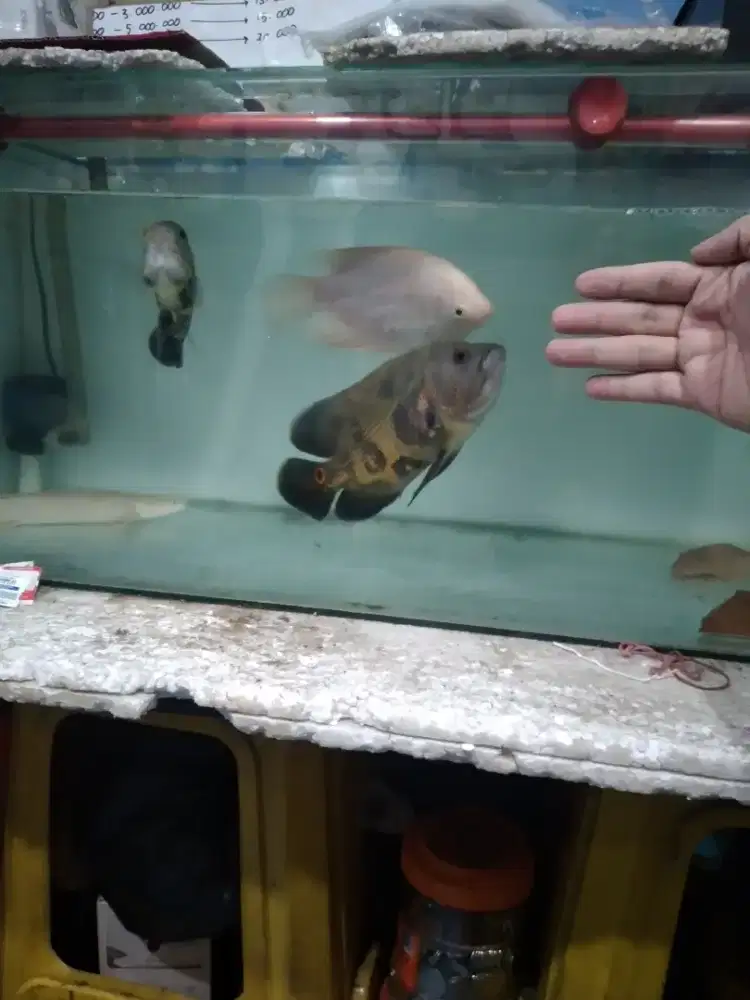 Dijual akuarium dan ikannya