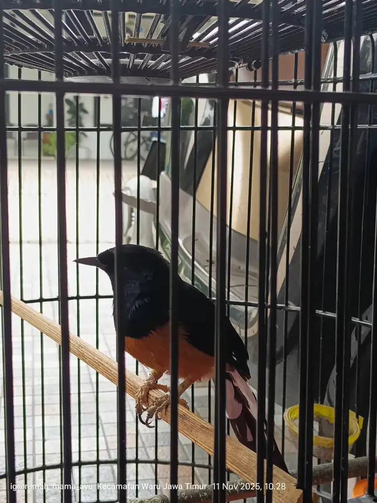 Murai gacor sidoarjo