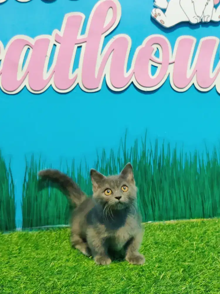 Kitten Munchkin BSH Cebol Jantan Blue Solid