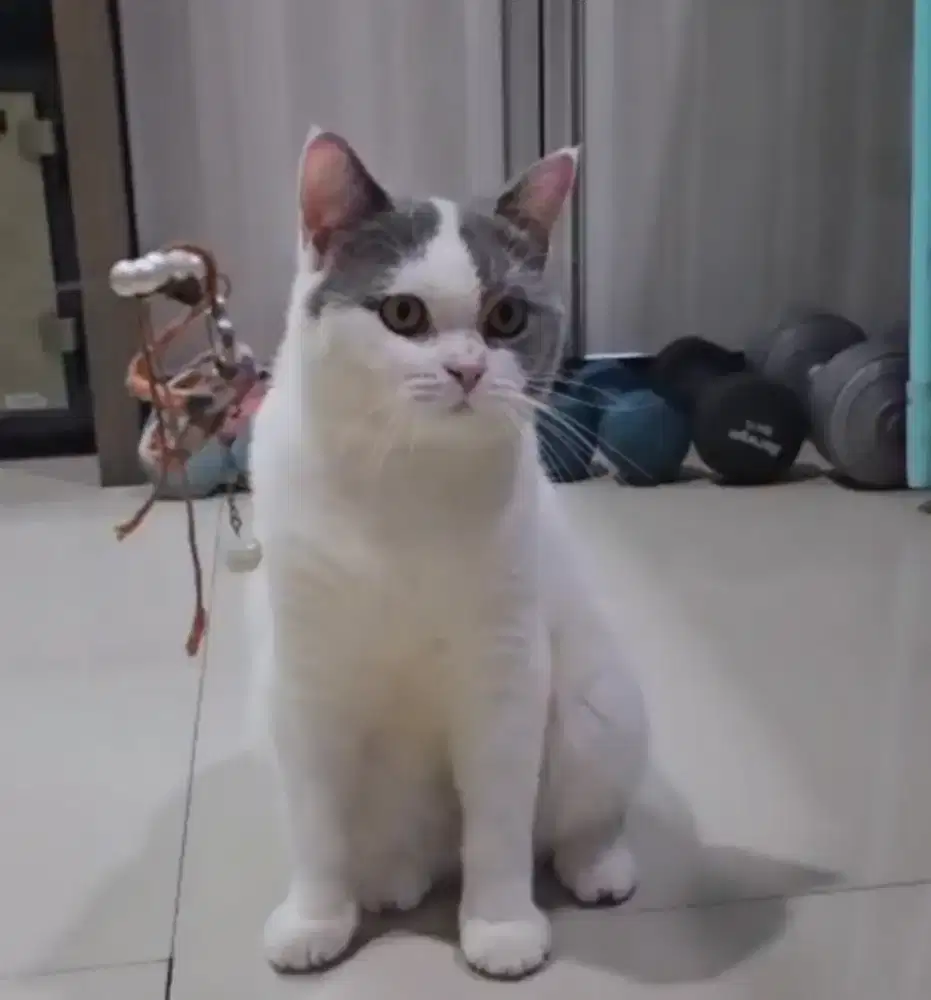 British shorthair blue Van