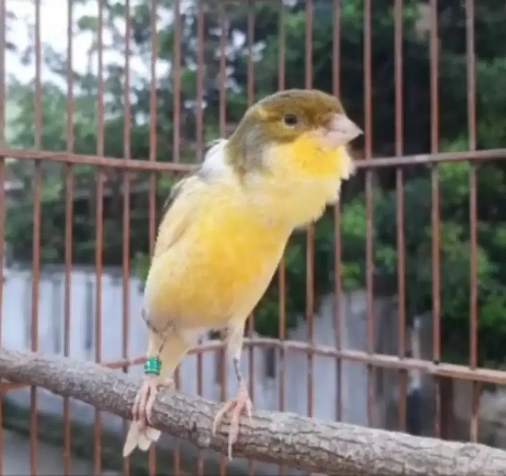 Kenari hybrid prospek