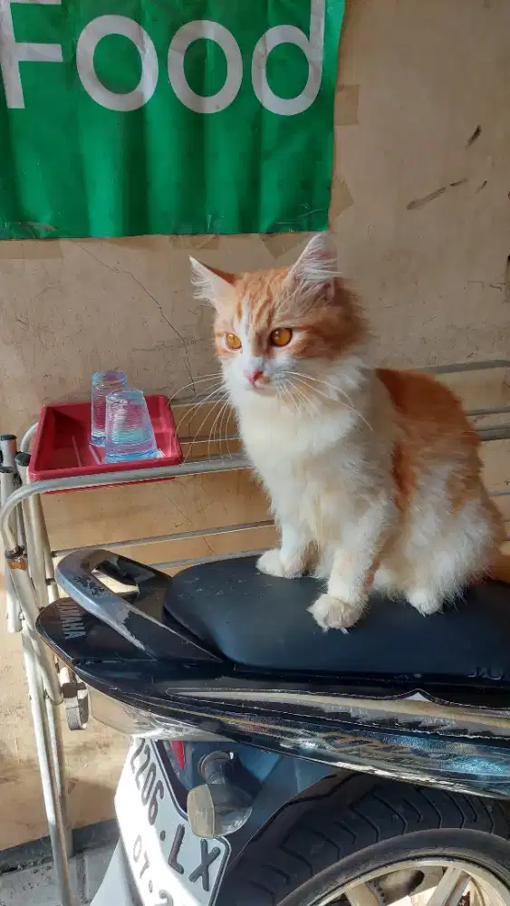 Ganti pakan aja kucing persia longhair bigbone