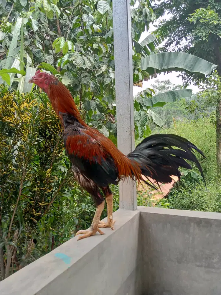 Ayam bangkok, di jual jenis birkok