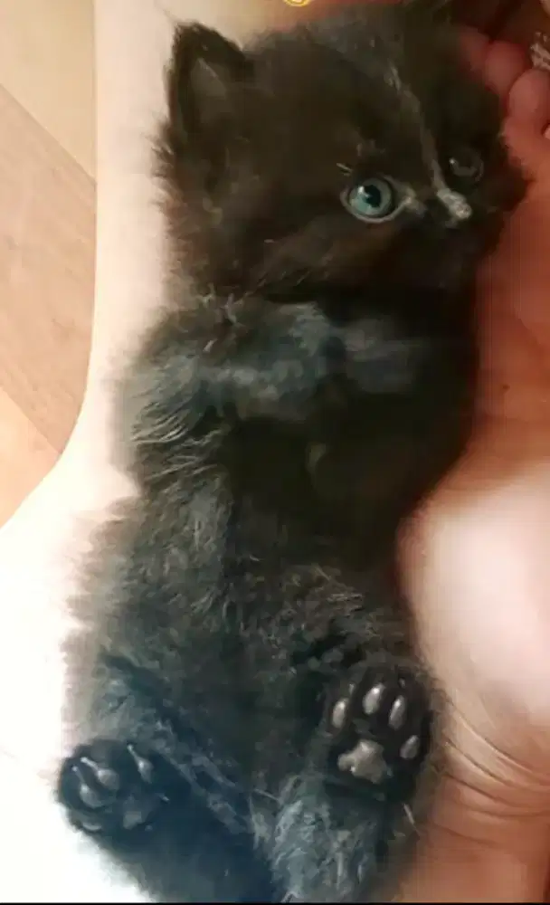 kucing kitten BSH x Himalaya coklat hitam