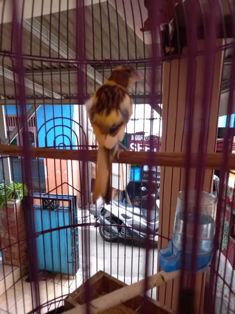 KENARI PAUD + KANDANG