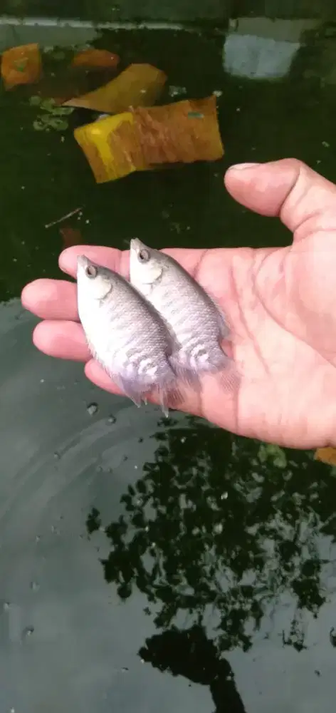Ikan gurame ukuran 2 jari