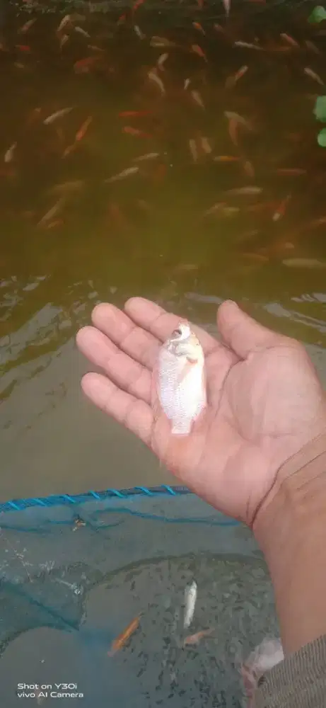Jual benih ikan nila merah gurame