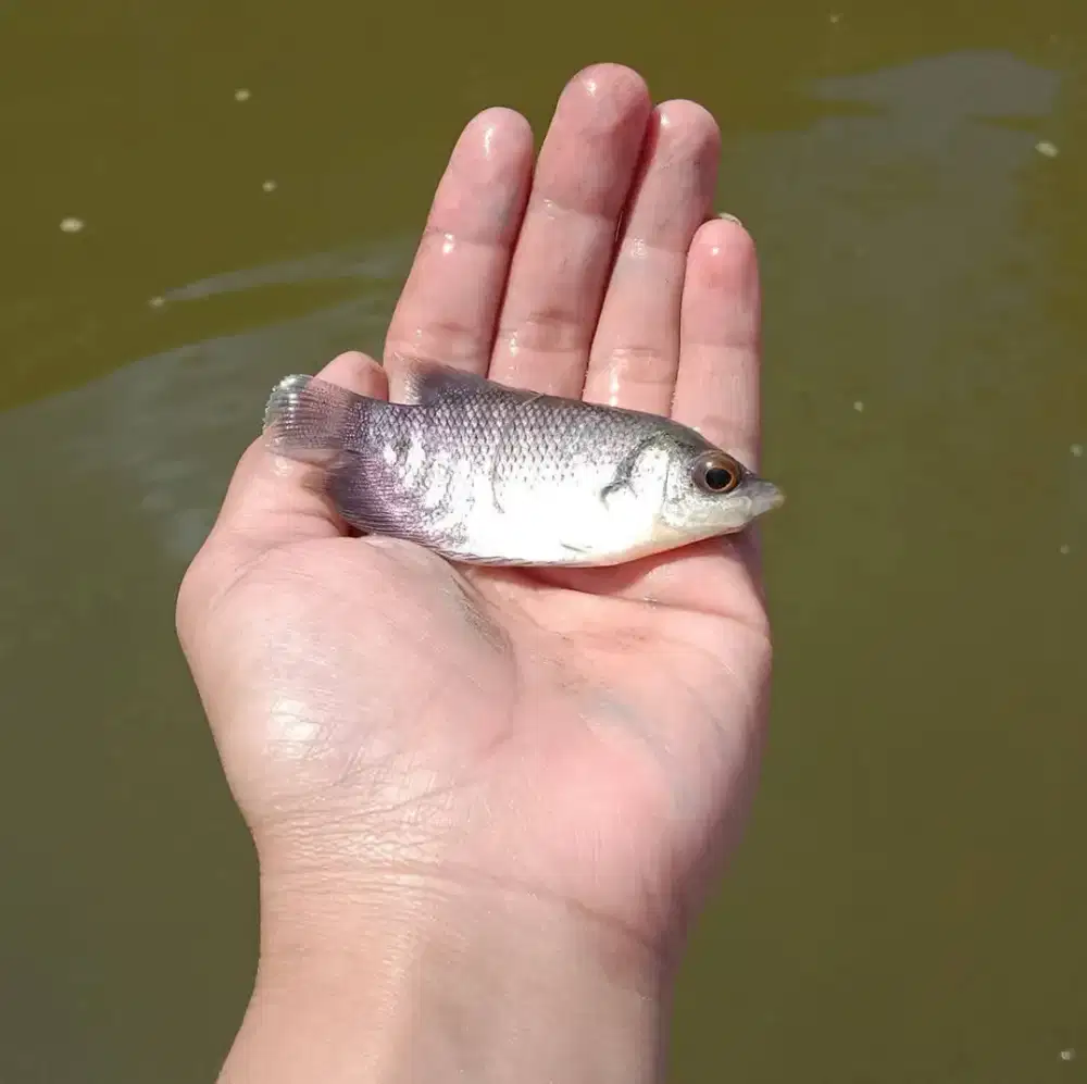 Jual benih ikan gurame nila merah lele
