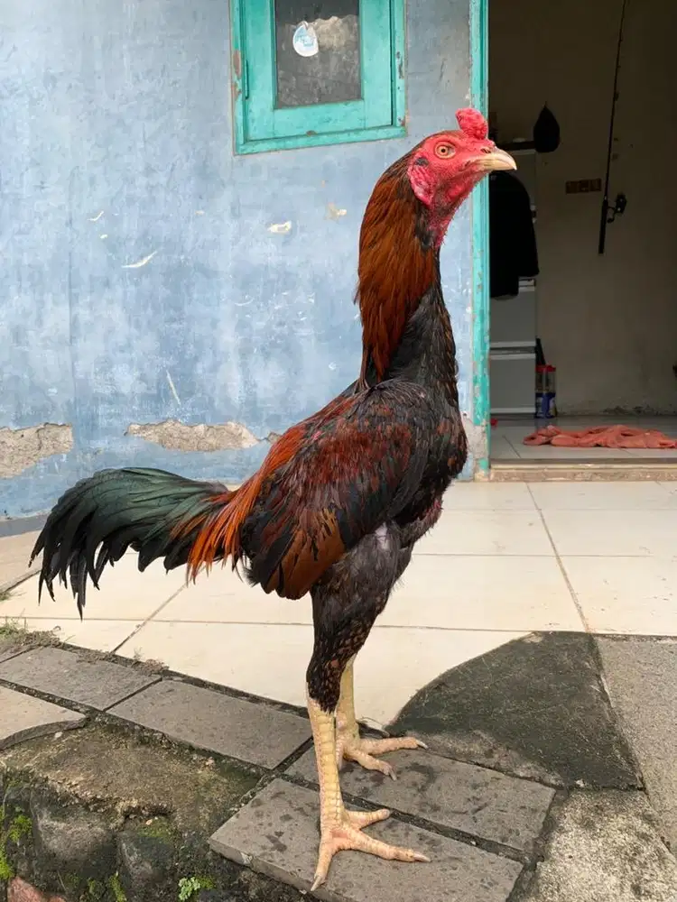 Ayam bangkok pamangon